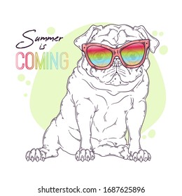 Vector hand drawn sketch. Portrait of the dog in cute glasses. The pug sits with a funny expression on his face. Each object can be changed and moved for your design.