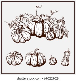 Vector hand drawn sketch pumpkin.