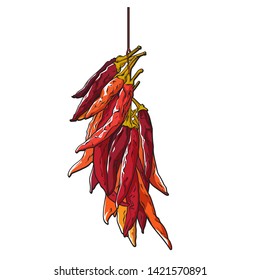 Vector hand drawn sketch of realistic dry hot pepper, vector illustration isolated on white background