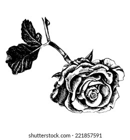 Vector Hand Drawn Sketch of Rose