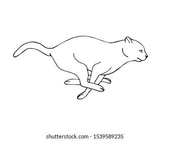 Vector hand drawn sketch running cat isolated on white background