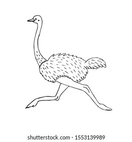 Vector hand drawn sketch running ostrich isolated on white background