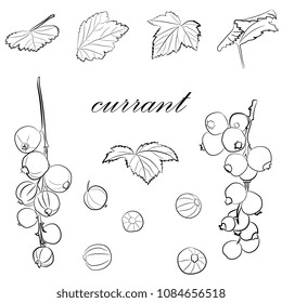 Vector hand drawn sketch, set currant berries and leaves.  Healthy natural product. for brochures, banner, restaurant menu and market.