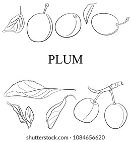 Vector hand drawn sketch, set fruits of plum and leaves.  Healthy natural product. for brochures, banner, restaurant menu and market.
