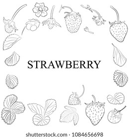 Vector hand drawn sketch, set strawberries and leaves.  Healthy natural product. for brochures, banner, restaurant menu and market.