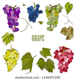 Vector hand drawn sketch, set grape clusters, grapes and leaves.  Healthy natural product. for brochures, banner, restaurant menu and market.

