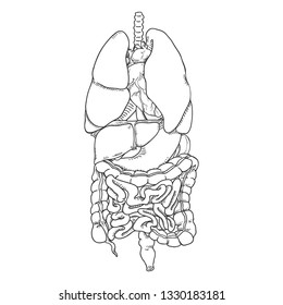 Vector Hand Drawn Sketch Set of Anatomical Human Organs