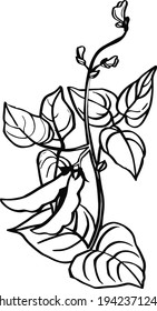 Vector hand drawn sketch set of soy. Ink botanical herbal illustration. Vegetarian and healthy food in vintage style for print, wrapping, menu, fabric and other design. . Vector illustration