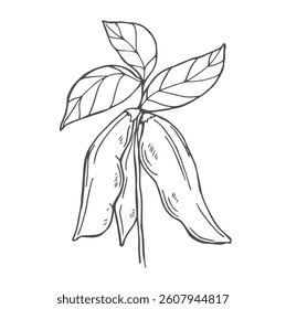 Vector hand drawn sketch set of soybean plant