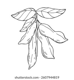 Vector hand drawn sketch set of soybean plant