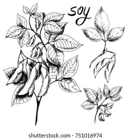 Vector hand drawn sketch set of soy. Ink botanical herbal illustration. Vegetarian and healthy food in vintage style for print, wrapping, menu, fabric and other design. Black and white.