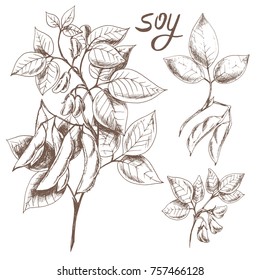 Vector hand drawn sketch set of soy. Ink botanical herbal illustration. Vegetarian and healthy food in vintage style for print, wrapping, menu, fabric and other design. 