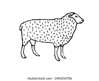 Vector hand drawn sketch sheep isolated on white background