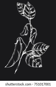 Vector hand drawn sketch of soy on black. Ink botanical herbal illustration. Vegetarian and healthy food in vintage style for print, wrapping, menu, fabric and other design.