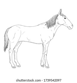 Vector Hand Drawn Sketch Standing Horse
