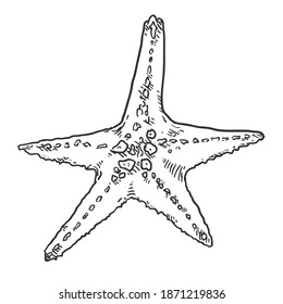 Vector Hand Drawn Sketch Starfish Illustration