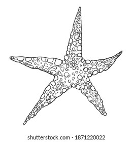 Vector Hand Drawn Sketch Starfish Illustration