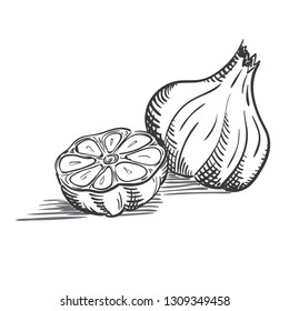 Vector Hand drawn sketch style garlic. Herbs and spices sketch illustration - Vector illustration