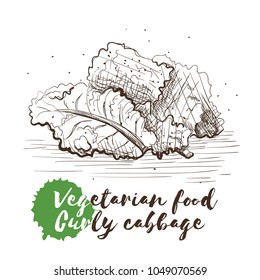 Vector hand drawn sketch of vegetarian food with food name. Eco food. Monochrome Curly cabbage isolated on white sketch.