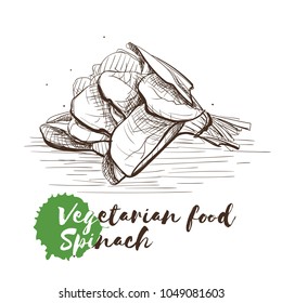 Vector hand drawn sketch of vegetarian food with food name. Eco food. Monochrome Spinach isolated on white sketch.
