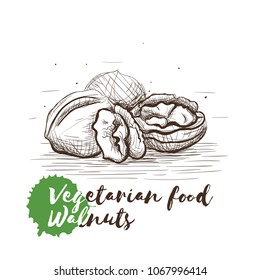 Vector hand drawn sketch of vegetarian food with food name. Eco food. Monochrome walnuts isolated on white sketch.