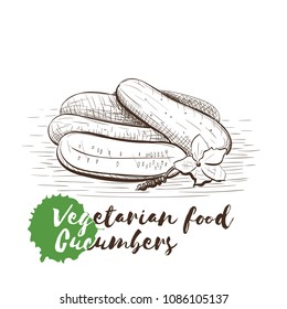 Vector hand drawn sketch of vegetarian food with food name. Eco food. Monochrome Cucumbers isolated on white sketch.