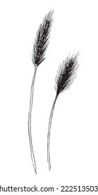 Vector hand drawn sketch of Wheat. Drawing of barley in line art style for beer label or logo for production of flour or beer. Engraved illustration of plant. Black line on isolated background.