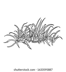 Vector Hand Drawn Sketch Wild Growth Grass