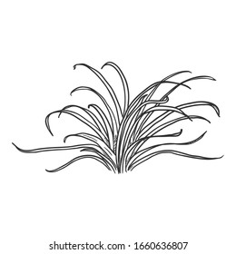 Vector Hand Drawn Sketch Wild Growth Grass