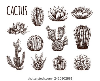 Handgezeichnete Skizzen von Kakteen und Sukkulenten Pflanzen. Vintage-Illustration mexikanischer Pflanzen. Elemente für die Gestaltung von Etiketten. Monochrome Zeichnung.