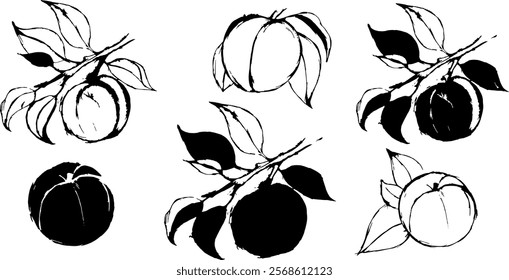 Vector hand drawn sketches of a peach on a branch.Silhouettes of peaches.Peach Fruits black silhouettes set vector isolated