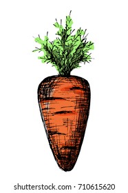 vector hand drawn sketching carrot 