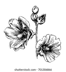 vector hand drawn sketching contour of flowers