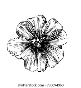 vector hand drawn sketching contour of flower