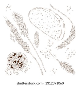 vector hand drawn sketchy set of wheat seeds, bread and spikes isolated on white. Food, agriculture, market, rustic themes, design element, printed goods. 
