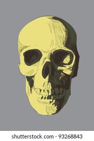 vector hand drawn skull. eps 8