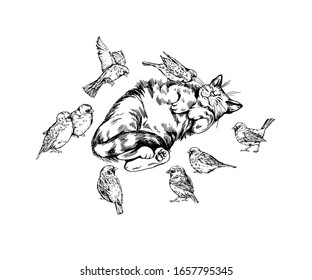 Vector hand drawn  sleeping cat with sparrow flock. 
