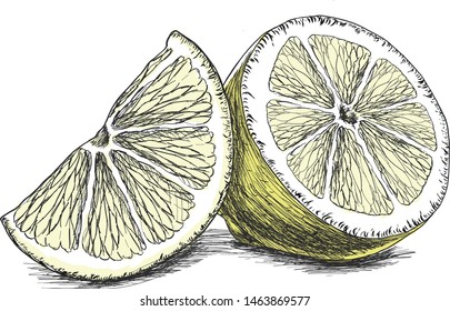 Vector hand drawn sliced lemon.