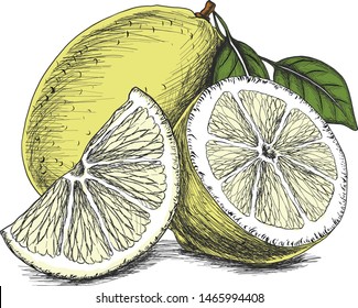 Vector hand drawn sliced lemon.