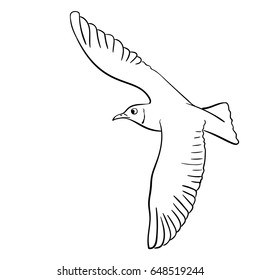 Vector Hand Drawn Soaring Seagull, Line Art Illustration Isolated On White Background