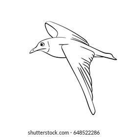 Vector hand drawn soaring seagull, Line art illustration isolated on white background