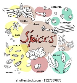 Vector hand drawn spices collection  on white background. 