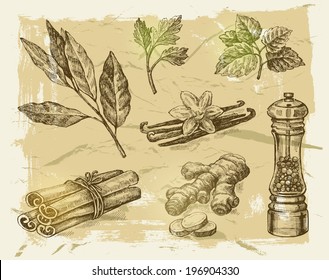 vector hand drawn spices on paint background