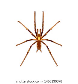 Vector hand drawn spider, vector illustration isolated on white background