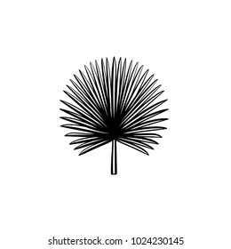 Vector hand drawn spiky palm leaves outline doodle icon. Spiky palm leaves sketch illustration for print, web, mobile and infographics isolated on white background.