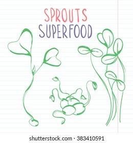 Vector hand drawn sprouts. Superfood illustration