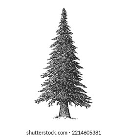 Vector hand drawn spruce in sketch style isolated on white background. Monochrome tall christmas tree. Vintage artistic design art illustration.
