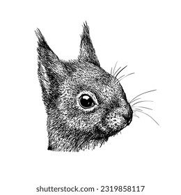 Vector hand drawn Squirrel portrait. Ink engraved style