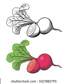 Vector hand drawn stylized illustration beetroot  Whole vegetable and top   cross section  Outline   colored version