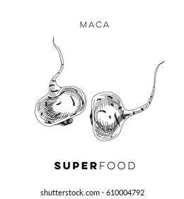 Vector hand drawn superfood Illustration eith maca. Sketch vintage style. Design template.